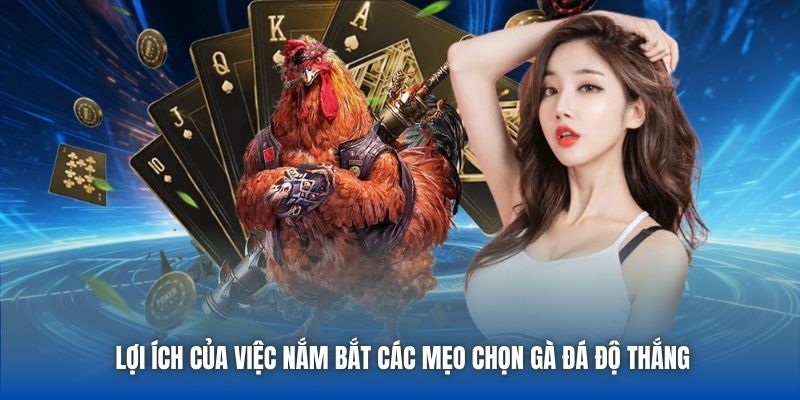 Mẹo Chọn Gà Đá Độ Thắng Lớn - Lựa Kê Chuẩn Cùng Cao Thủ - Getuxa
