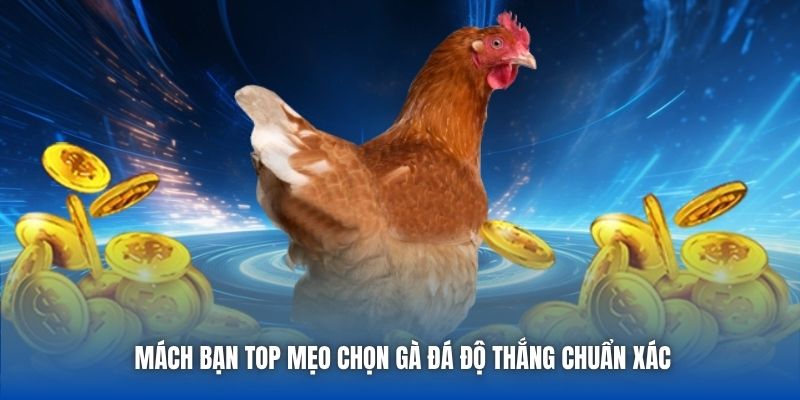 Mẹo Chọn Gà Đá Độ Thắng Lớn - Lựa Kê Chuẩn Cùng Cao Thủ - Getuxa