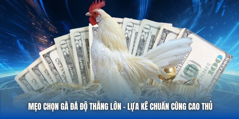 Mẹo Chọn Gà Đá Độ Thắng Lớn - Lựa Kê Chuẩn Cùng Cao Thủ - Getuxa