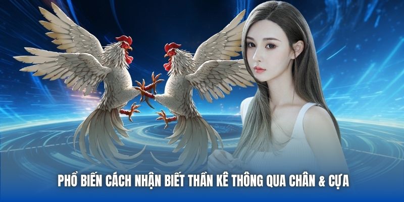 Mẹo Chọn Gà Đá Độ Thắng Lớn - Lựa Kê Chuẩn Cùng Cao Thủ - Getuxa