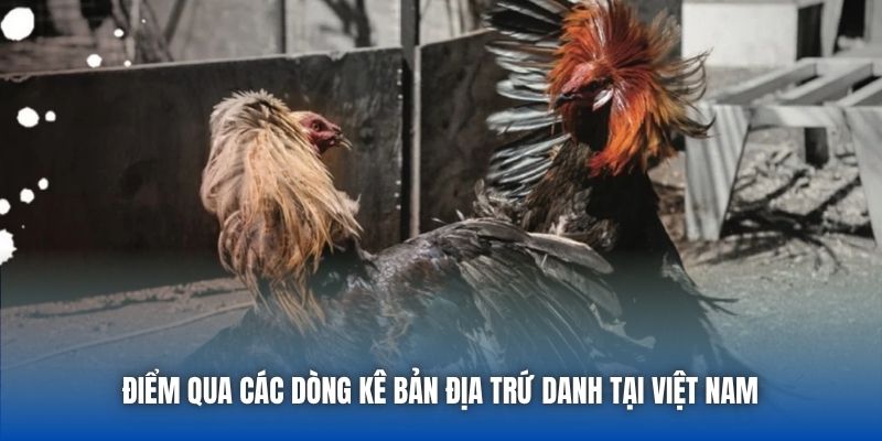 Gà Đá Bản Địa | Nét Đẹp Tinh Hoa Của Chiến Kê Việt - Getuxa