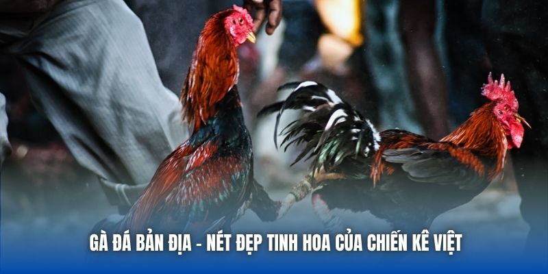 Gà Đá Bản Địa | Nét Đẹp Tinh Hoa Của Chiến Kê Việt - Getuxa