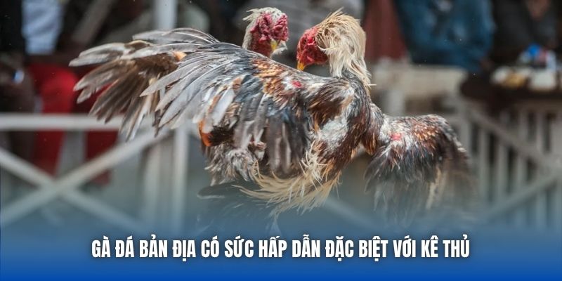 Gà Đá Bản Địa | Nét Đẹp Tinh Hoa Của Chiến Kê Việt - Getuxa