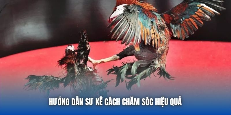 Gà Đá Bản Địa | Nét Đẹp Tinh Hoa Của Chiến Kê Việt - Getuxa