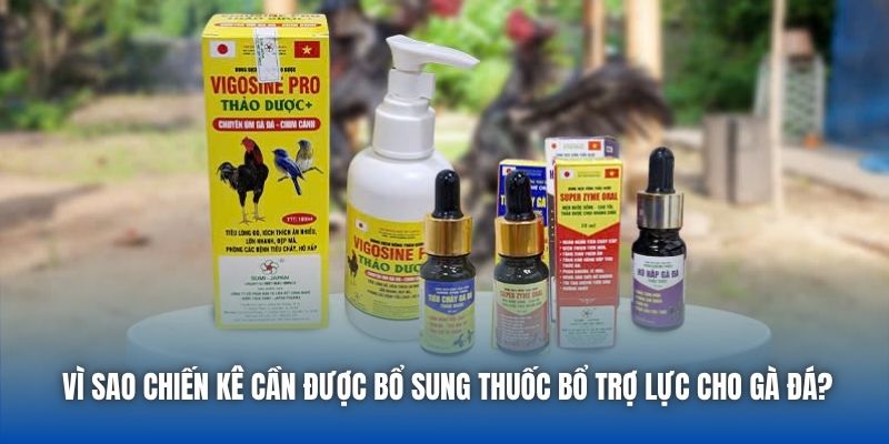 Thuốc Bổ Trợ Lực Cho Gà Đá - Bí Quyết Khỏe Mạnh, Sung Mãn - Getuxa
