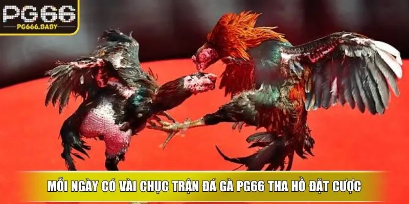 Đá Gà PG66 – Trải Nghiệm Cược Kê Kịch Tính Cho Hội Viên - Getuxa