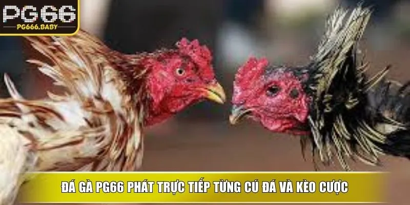 Đá Gà PG66 – Trải Nghiệm Cược Kê Kịch Tính Cho Hội Viên - Getuxa