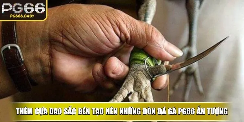 Đá Gà PG66 – Trải Nghiệm Cược Kê Kịch Tính Cho Hội Viên - Getuxa