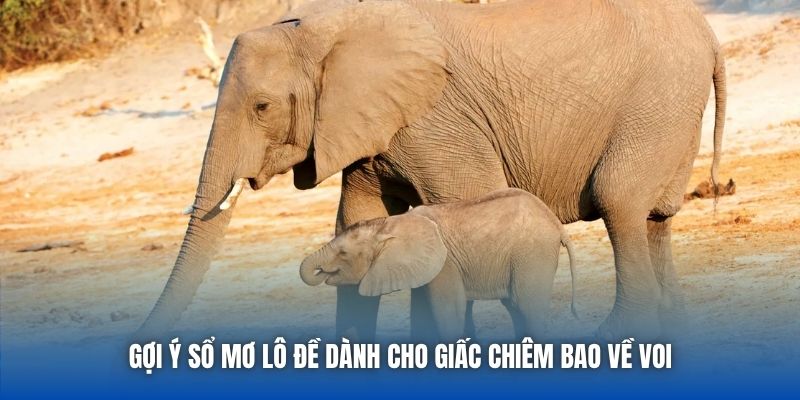 Mơ Thấy Voi Là Điềm Lành Hay Vận Hạn Cho Bet Thủ? - Getuxa