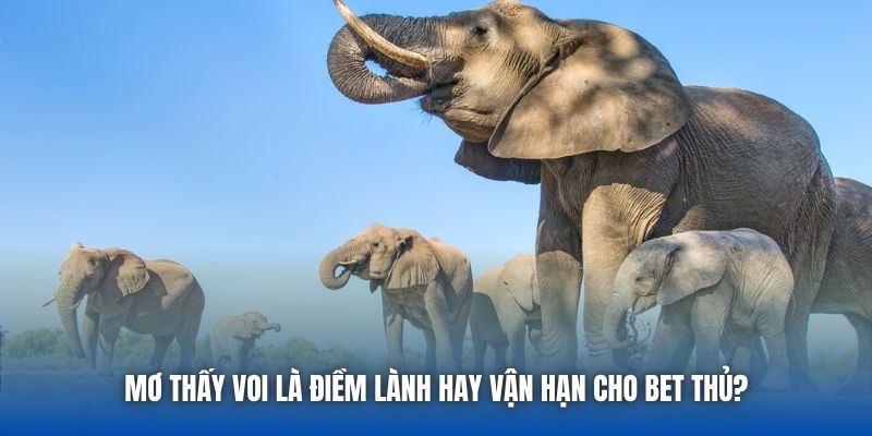 Mơ Thấy Voi Là Điềm Lành Hay Vận Hạn Cho Bet Thủ? - Getuxa