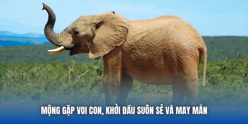 Mơ Thấy Voi Là Điềm Lành Hay Vận Hạn Cho Bet Thủ? - Getuxa