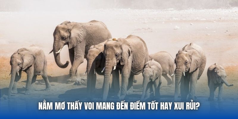 Mơ Thấy Voi Là Điềm Lành Hay Vận Hạn Cho Bet Thủ? - Getuxa