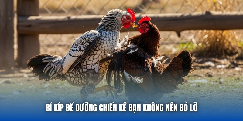 Vảy Lạc Diệp - Bí Ẩn Của Bộ Giáp Hiếm Trên Gà Chọi - Getuxa