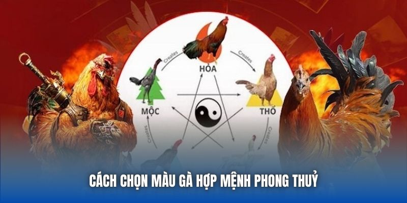 Màu Mạng Gà Đá Theo Ngũ Hành - Bí Quyết Tăng Tỷ Lệ Thắng - Getuxa