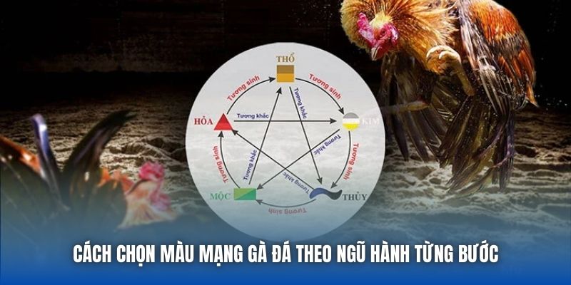 Màu Mạng Gà Đá Theo Ngũ Hành - Bí Quyết Tăng Tỷ Lệ Thắng - Getuxa