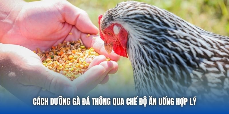 Kỹ Thuật Dưỡng Gà Đá Giúp Chiến Kê Khỏe Mạnh, Sung Mãn - Getuxa