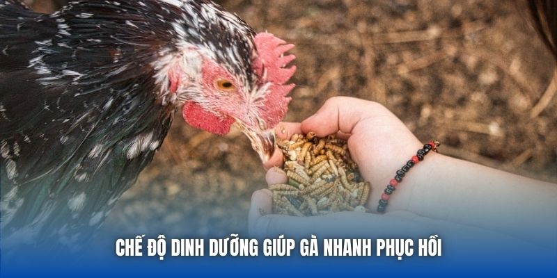 Kỹ Thuật Dưỡng Gà Đá Giúp Chiến Kê Khỏe Mạnh, Sung Mãn - Getuxa