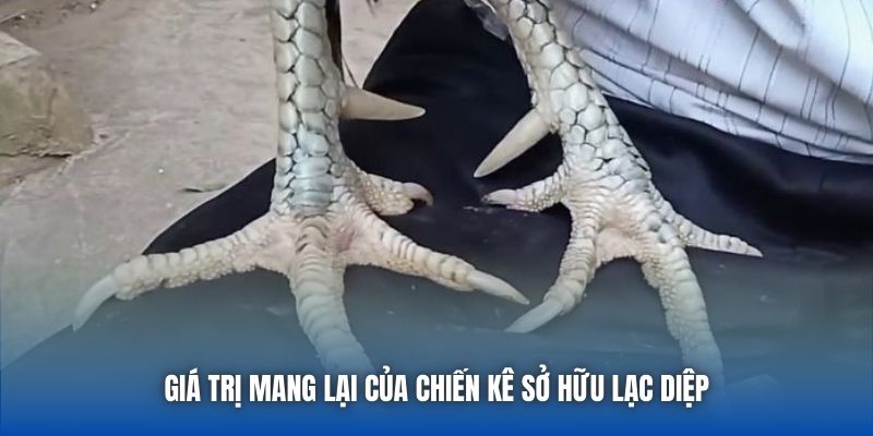 Vảy Lạc Diệp - Bí Ẩn Của Bộ Giáp Hiếm Trên Gà Chọi - Getuxa