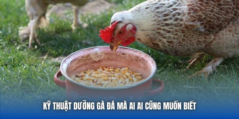Kỹ Thuật Dưỡng Gà Đá Giúp Chiến Kê Khỏe Mạnh, Sung Mãn - Getuxa