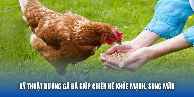 Kỹ Thuật Dưỡng Gà Đá Giúp Chiến Kê Khỏe Mạnh, Sung Mãn - Getuxa