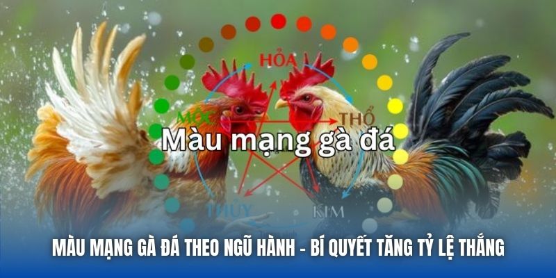 Màu Mạng Gà Đá Theo Ngũ Hành - Bí Quyết Tăng Tỷ Lệ Thắng - Getuxa
