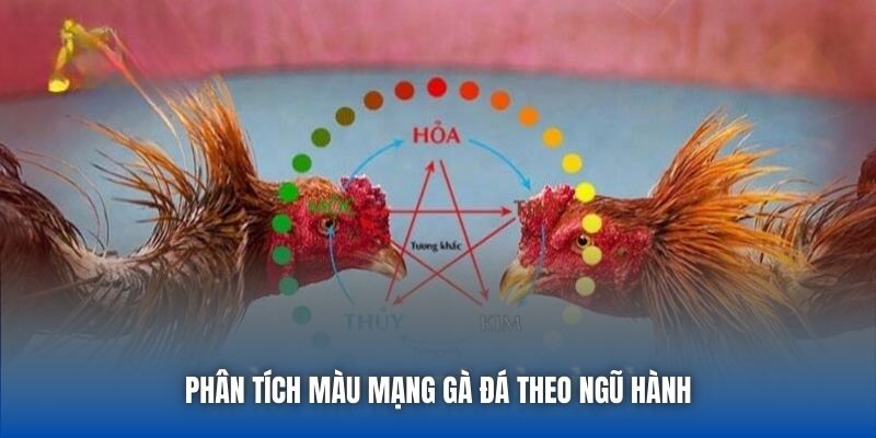 Màu Mạng Gà Đá Theo Ngũ Hành - Bí Quyết Tăng Tỷ Lệ Thắng - Getuxa