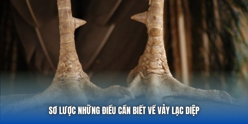 Vảy Lạc Diệp - Bí Ẩn Của Bộ Giáp Hiếm Trên Gà Chọi - Getuxa