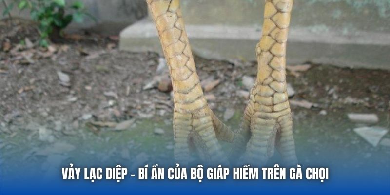 Vảy Lạc Diệp - Bí Ẩn Của Bộ Giáp Hiếm Trên Gà Chọi - Getuxa