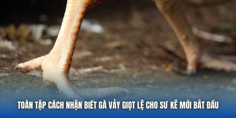 Toàn Tập Cách Nhận Biết Gà Vảy Giọt Lệ Cho Sư Kê Mới Bắt Đầu - Getuxa