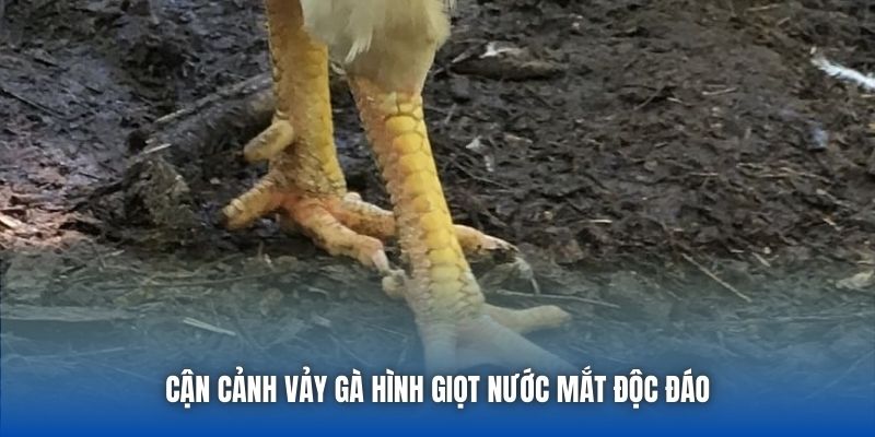 Toàn Tập Cách Nhận Biết Gà Vảy Giọt Lệ Cho Sư Kê Mới Bắt Đầu - Getuxa