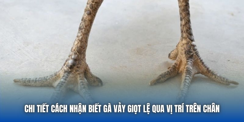 Toàn Tập Cách Nhận Biết Gà Vảy Giọt Lệ Cho Sư Kê Mới Bắt Đầu - Getuxa
