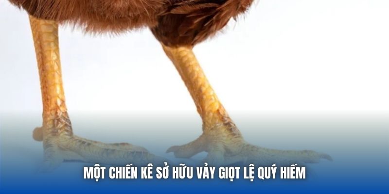 Toàn Tập Cách Nhận Biết Gà Vảy Giọt Lệ Cho Sư Kê Mới Bắt Đầu - Getuxa