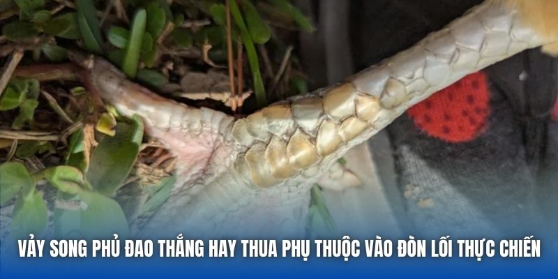 Vảy Song Phủ Đao Thắng Hay Thua? Lời Giải Đáp Từ Chuyên Gia - Getuxa