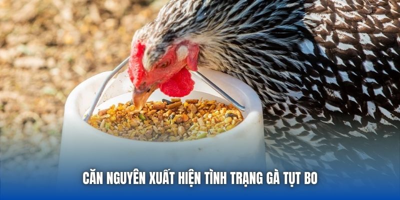 Chăm Sóc Gà Bị Tụt Bo - Bí Quyết Hồi Phục Thể Trạng Chiến Kê - Getuxa