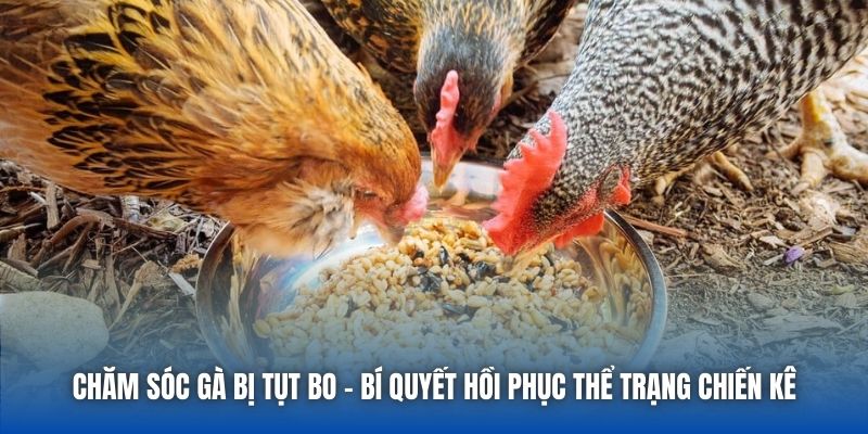Chăm Sóc Gà Bị Tụt Bo - Bí Quyết Hồi Phục Thể Trạng Chiến Kê - Getuxa