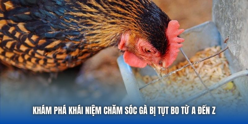 Chăm Sóc Gà Bị Tụt Bo - Bí Quyết Hồi Phục Thể Trạng Chiến Kê - Getuxa