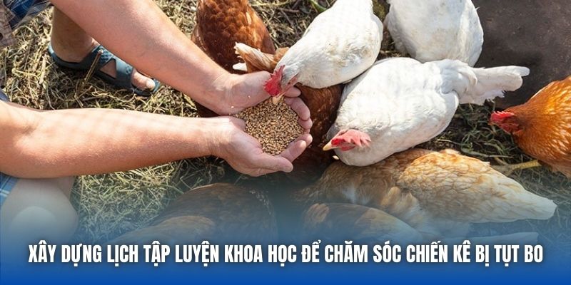 Chăm Sóc Gà Bị Tụt Bo - Bí Quyết Hồi Phục Thể Trạng Chiến Kê - Getuxa
