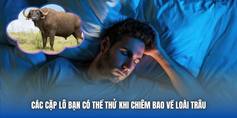 Nằm Mơ Thấy Trâu Báo Điềm Gì? Giải Mã Chiêm Bao Chi Tiết - Getuxa