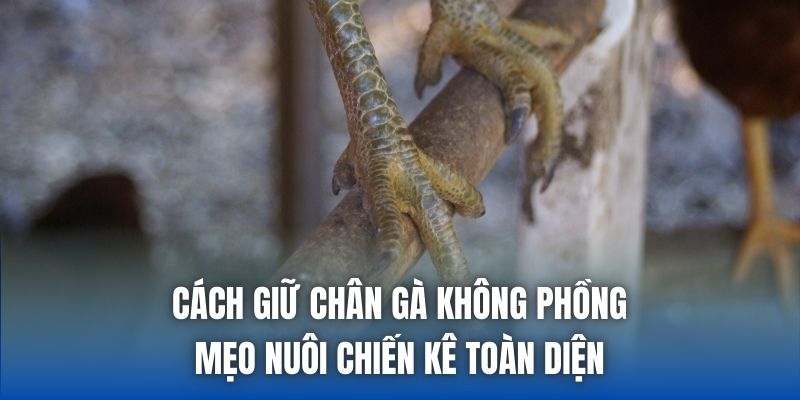 Cách Giữ Chân Gà Không Phồng - Mẹo Nuôi Chiến Kê Toàn Diện - Getuxa