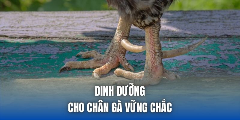 Cách Giữ Chân Gà Không Phồng - Mẹo Nuôi Chiến Kê Toàn Diện - Getuxa