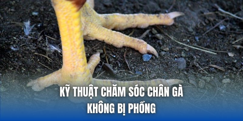 Cách Giữ Chân Gà Không Phồng - Mẹo Nuôi Chiến Kê Toàn Diện - Getuxa