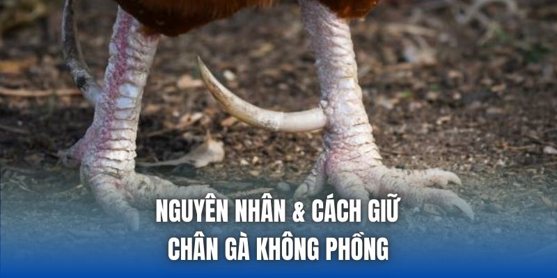Cách Giữ Chân Gà Không Phồng - Mẹo Nuôi Chiến Kê Toàn Diện - Getuxa