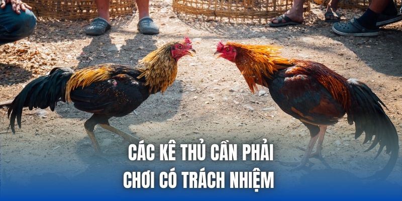 Đá Gà 88 Là Gì? Thưởng Thức Chọi Kê Online Sống Động - Getuxa