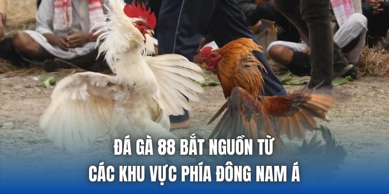 Đá Gà 88 Là Gì? Thưởng Thức Chọi Kê Online Sống Động - Getuxa