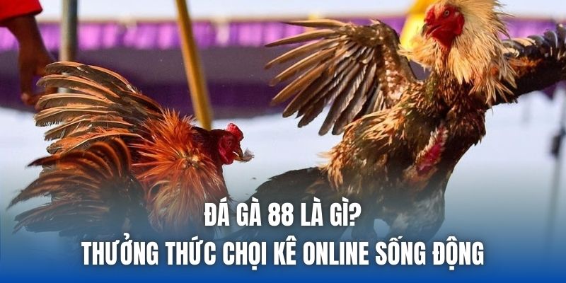 Đá Gà 88 Là Gì? Thưởng Thức Chọi Kê Online Sống Động - Getuxa