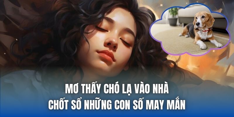 Mơ Thấy Chó Lạ Vào Nhà Điềm Gì, Tốt Hay Xấu? - Getuxa
