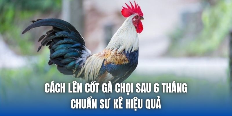 Cách Lên Cốt Gà Chọi Sau 6 Tháng Chuẩn Sư Kê Hiệu Quả - Getuxa
