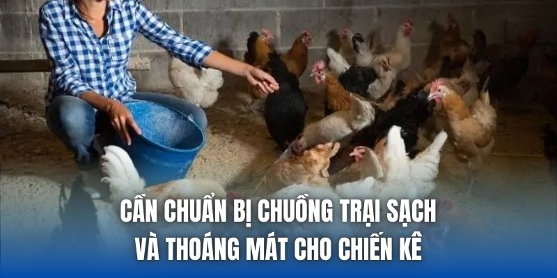 Cách Lên Cốt Gà Chọi Sau 6 Tháng Chuẩn Sư Kê Hiệu Quả - Getuxa