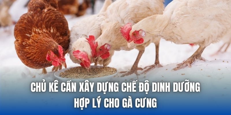 Cách Lên Cốt Gà Chọi Sau 6 Tháng Chuẩn Sư Kê Hiệu Quả - Getuxa