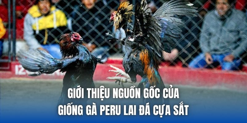 Giống Gà Peru Lai Đá Cựa Sắt – Đặc Điểm & Cách Nuôi Hiệu Quả - Getuxa